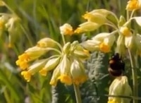 Дикая-природа-Франции-15-серия