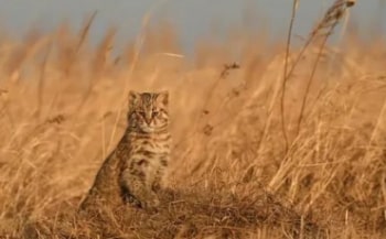 программа СТС kids HD: Дикий кот