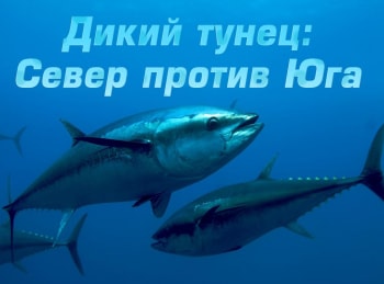 программа National Geographic: Дикий тунец: Север против Юга Пан или пропал