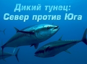 Дикий-тунец:-Север-против-Юга-Точка-давления