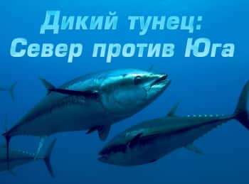 программа National Geographic: Дикий тунец: Север против Юга Время на исходе