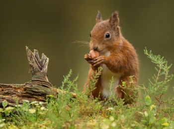 Дикое-меню-дикого-мира-26-серия