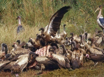 Дикое-меню-Пляжная-закусочная
