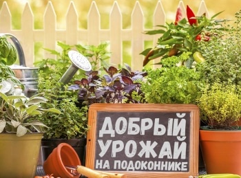 Добрый-урожай-на-подоконнике-Горох-на-вашем-окне