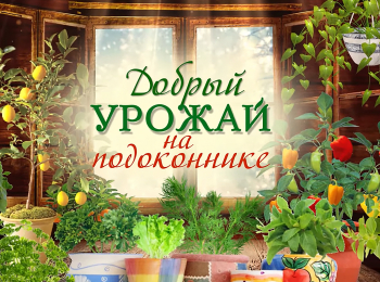 Добрый-урожай-на-подоконнике-Закаляем-рассаду