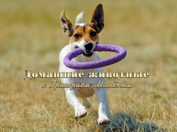 Домашние животные с Григорием Маневым кадры Домашние животные с Григорием Маневым кадры