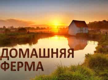 Домашняя-ферма-Пауки-птицееды