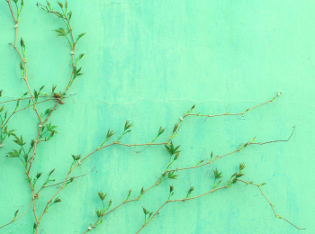 Домашняя-кухня-с-Юлией-Макиенко-Синабон