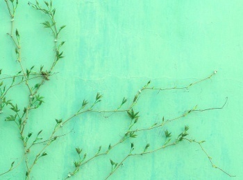 Домашняя-кухня-с-Юлией-Макиенко-Сосиски