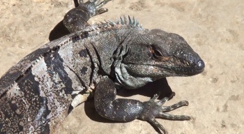 программа Точка ТВ: Джунгли: волшебство другого мира