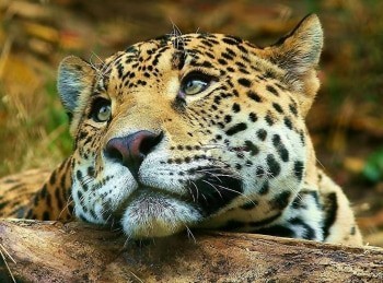 программа Телеканал О!: Если бы я был