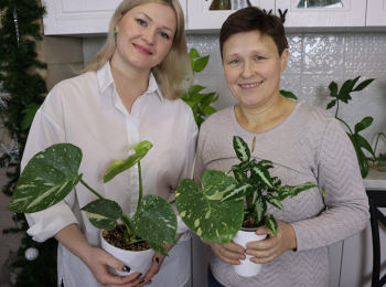 Это-еще-цветочки-Фиалки