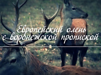 программа 360 Подмосковье: Европейский олень с воронежской пропиской