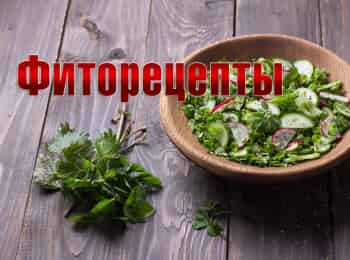 программа Загородный: Фиторецепты Мульчирование почвы и деготь от вредителей