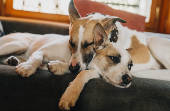 программа Любимое кино: Гампи Собачья жизнь