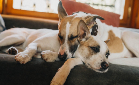 кадр из фильма Гампи. Собачья жизнь