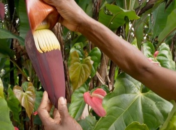 Gardons-la-banane!