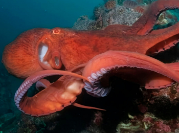 программа Морской: Гениальные морские охотники