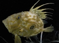 Герои-Средиземноморья