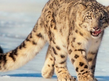 Гималаи-Страна-снежного-барса