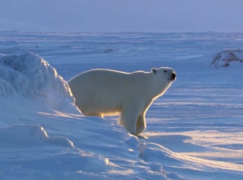 Город-белых-медведей-Лето-3-серия