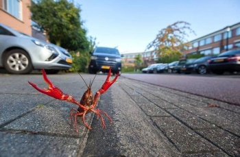 программа Санкт-Петербург: Город глазами кота