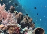 программа Точка ТВ: Город на морском дне