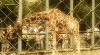 Городские-легенды-Московский-зоопарк-Животные-целители