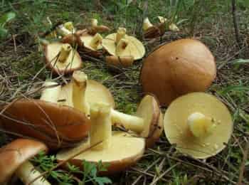 Грибной-сезон-Зонтики