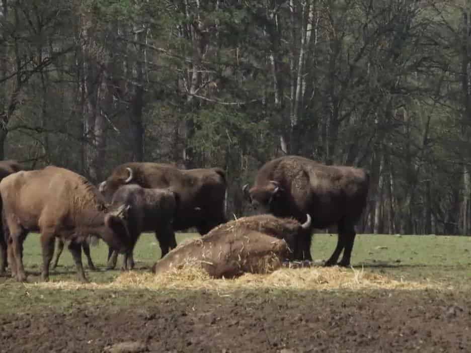 Han-hommes,-animaux,-nature