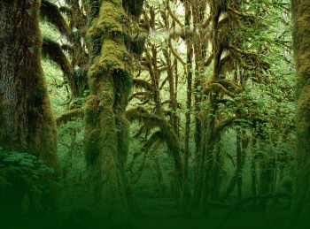 программа Точка ТВ: Индия Национальный парк Канха