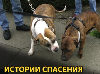 Истории-спасения-Восставшие-из-мертвых