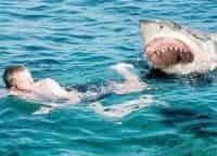 программа Центральное телевидение: Истории спасения Зверская атака