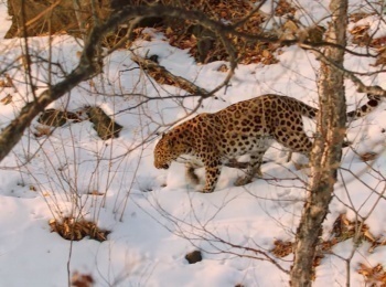 История-дикой-природы-1-серия