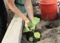 программа Усадьба: История одной культуры 36 серия