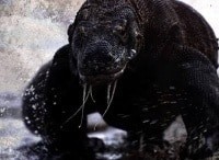 История-жизни-История-пера