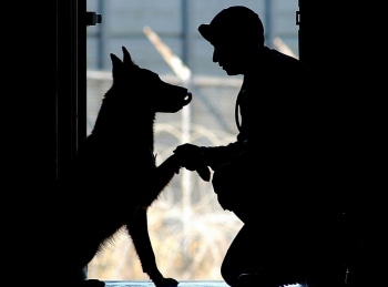 программа РазТВ: К 9: Собаки на службе