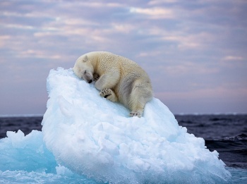 программа National Geographic: Королевство белых медведей Клан Севера