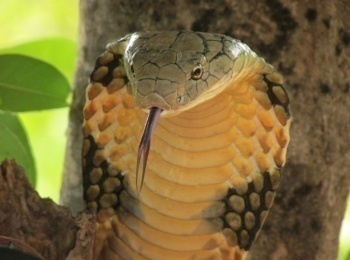 программа National Geographic: Королевы гадюк