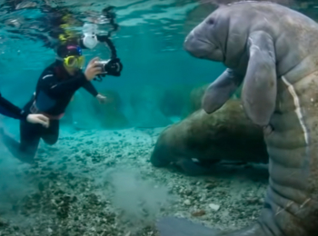 программа Точка ТВ: Красная книга Царская рыбка