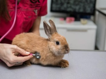 Кто-поможет-Кролику?