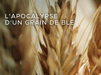 L-apocalypse-d-un-grain-de-blé