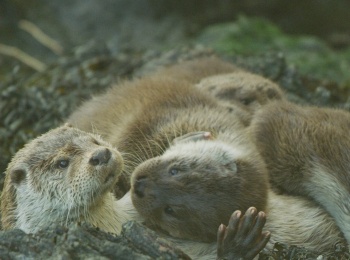 L-île-aux-loutres:-Une-affaire-de-famille