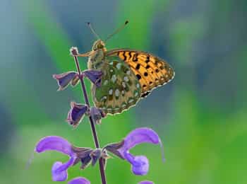 программа TV5: La suisse sauvage