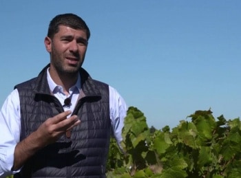 La-vigne-en-héritage