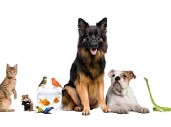 программа Радость моя: Лапы, крылья и хвосты