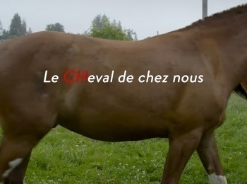 Le-cheval-de-chez-nous