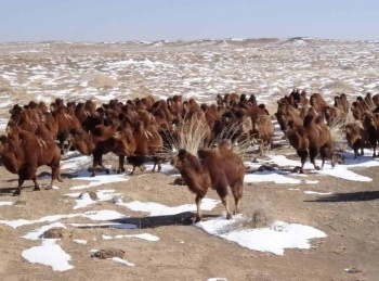 Le-retour-des-camélidés-Les-dieux-des-Andes