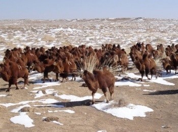 Le-retour-des-camélidés-Les-vaisseaux-du-désert