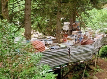 программа TV5: Les maîtres des abeilles